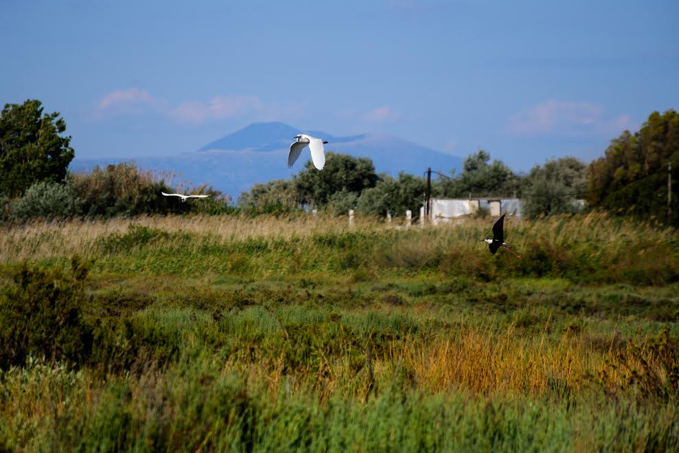 Πουλιά» ή, όταν λιγοστεύει το φαΐ.