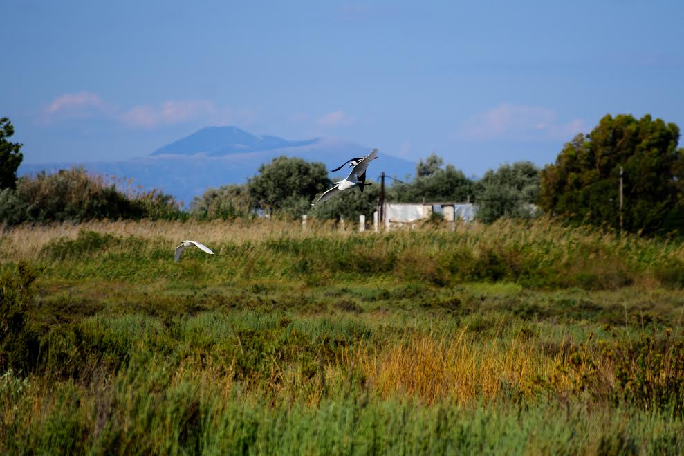 Πουλιά» ή, όταν λιγοστεύει το φαΐ.