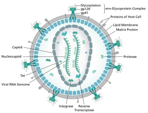 37 χρόνια HIV: Εισαγωγή - Γενικά χαρακτηριστικά