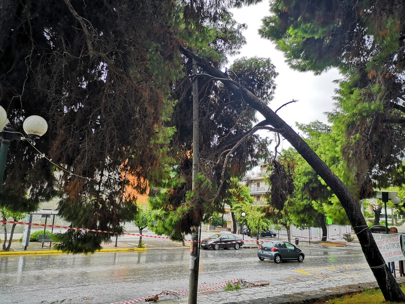 Τι φταίει λοιπόν για τη μαζική καταστροφή των πεύκων στο Χαϊδάρι;