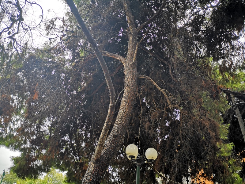 Τι φταίει λοιπόν για τη μαζική καταστροφή των πεύκων στο Χαϊδάρι;