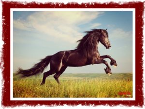 Το διήγημα της Πέμπτης: «Το άλογο» του Ζήση Σκάρου