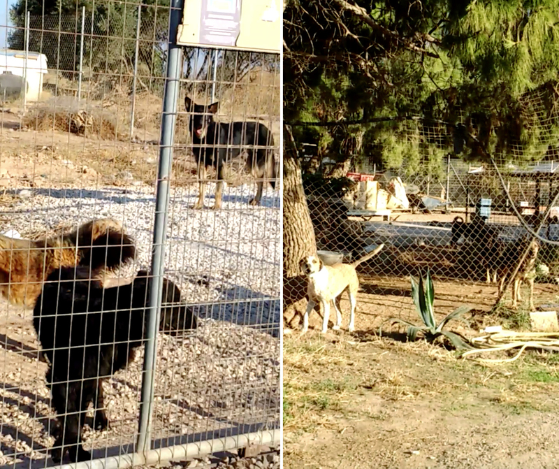 Οι… φιλόζωοι χρυσαυγίτες και η μεγάλη μπίζνα με το εμπόριο ζώων συντροφιάς